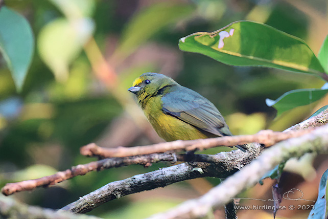 BRONZE-GREEN EUPHONIA (Euphonia mesochrysa) - Stäng / close