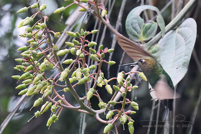 BUFF-THIGHED PUFFLEG (Haplophaedia assimilis) - Stäng / close