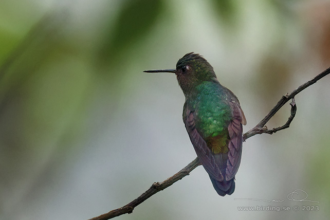 BUFF-THIGHED PUFFLEG (Haplophaedia assimilis) - Stäng / close
