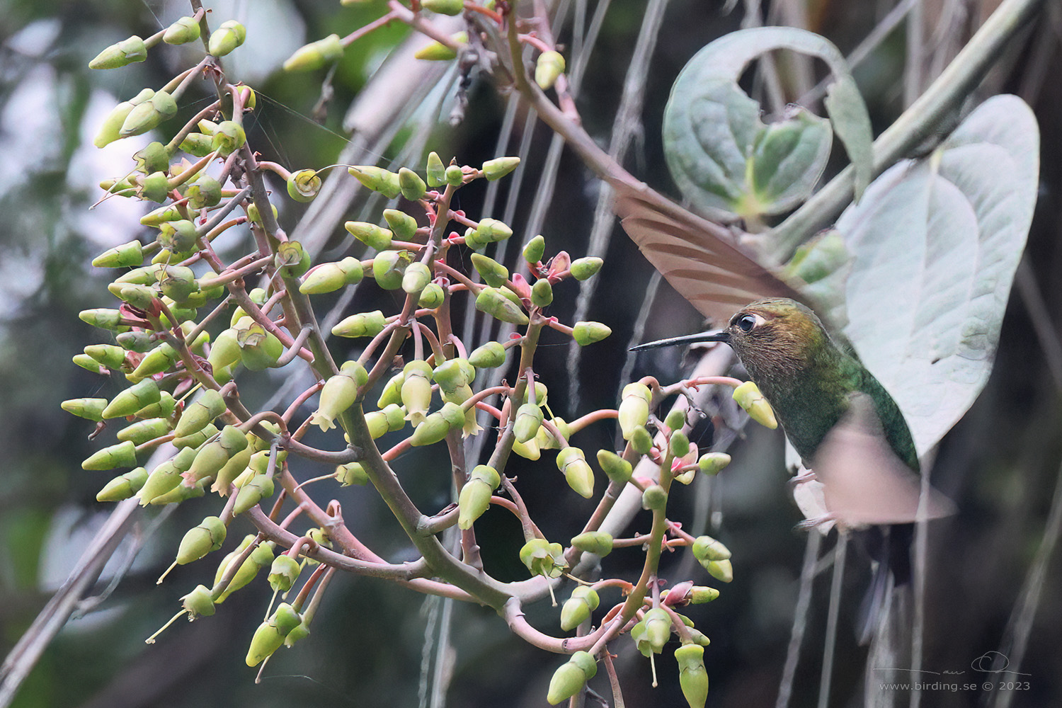 BUFF-THIGHED PUFFLEG (Haplophaedia assimilis) - Stäng / close