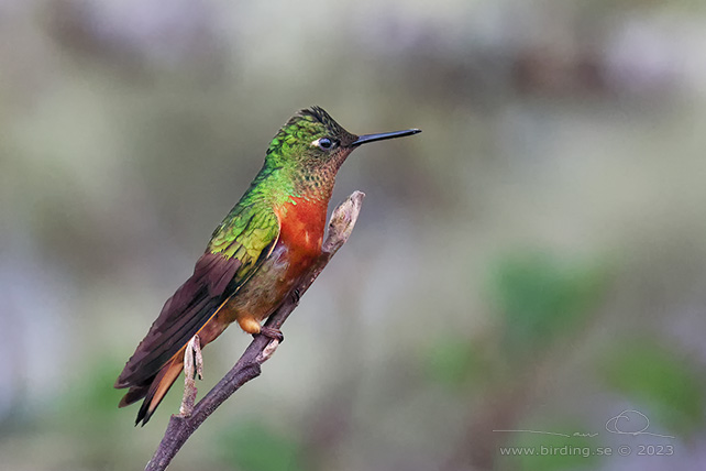 CHESTNUT-BREASTED CORONET (Boissonneaua matthewsii) - Stäng / close
