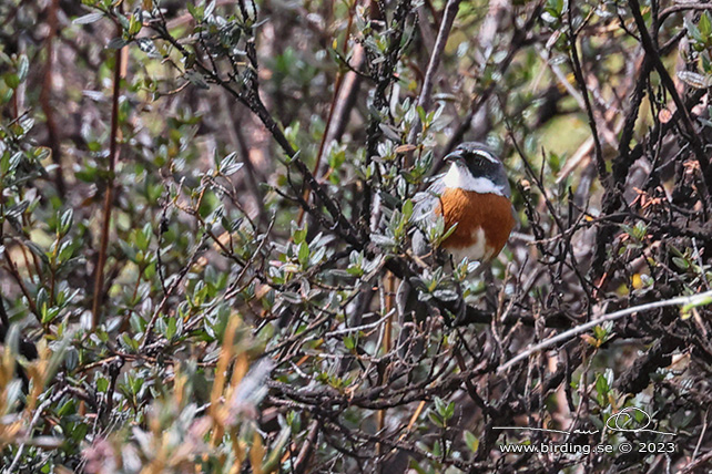 CHESTNUT-BREASTED MOUNTAIN FINCH (Poospizopsis caesar) - Stäng / close