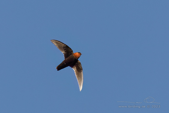 CHESTNUT-COLLARED SWIFT (Streptoprocne rutila) - Stäng / close