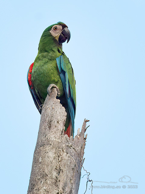 CHESTNUT-FRONTED MACAW (Ara severus) - Stäng / close
