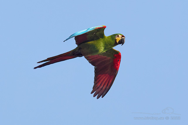 CHESTNUT-FRONTED MACAW (Ara severus) - Stäng / close