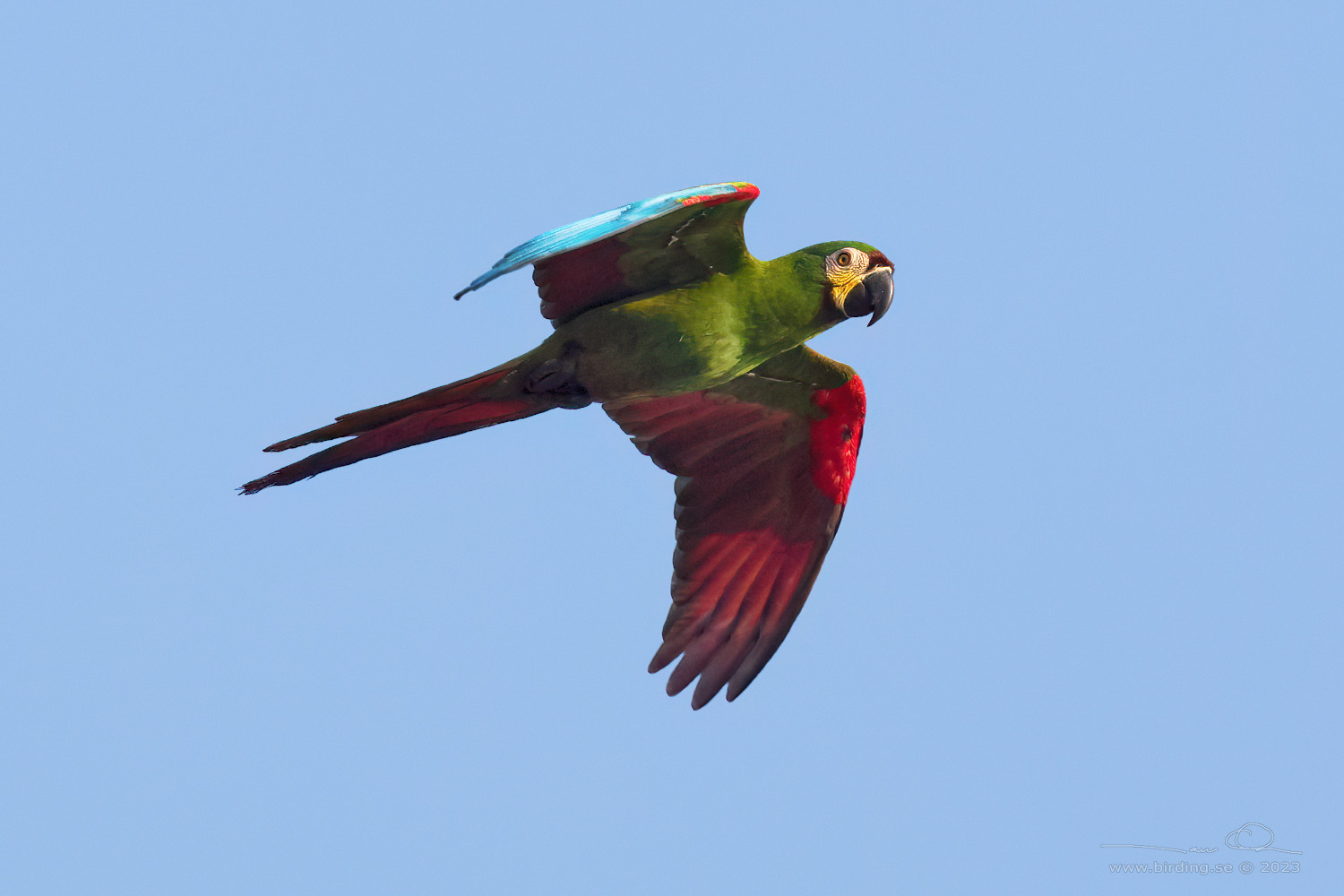 CHESTNUT-FRONTED MACAW (Ara severus) - Stäng / close