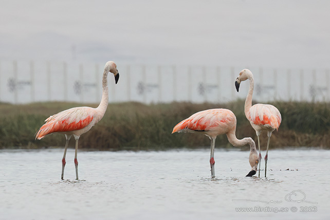 CHILEAN FLAMINGO (Phoenicopterus chilensis) - Stäng / close