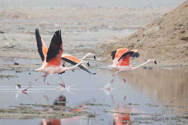 CHILEAN FLAMINGO (Phoenicopterus chilensis) - Stäng / close