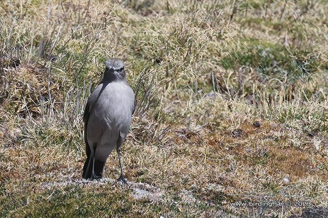 CINEREOUS GROUND TYRANT (Muscisaxicola cinereus) - Stäng / close