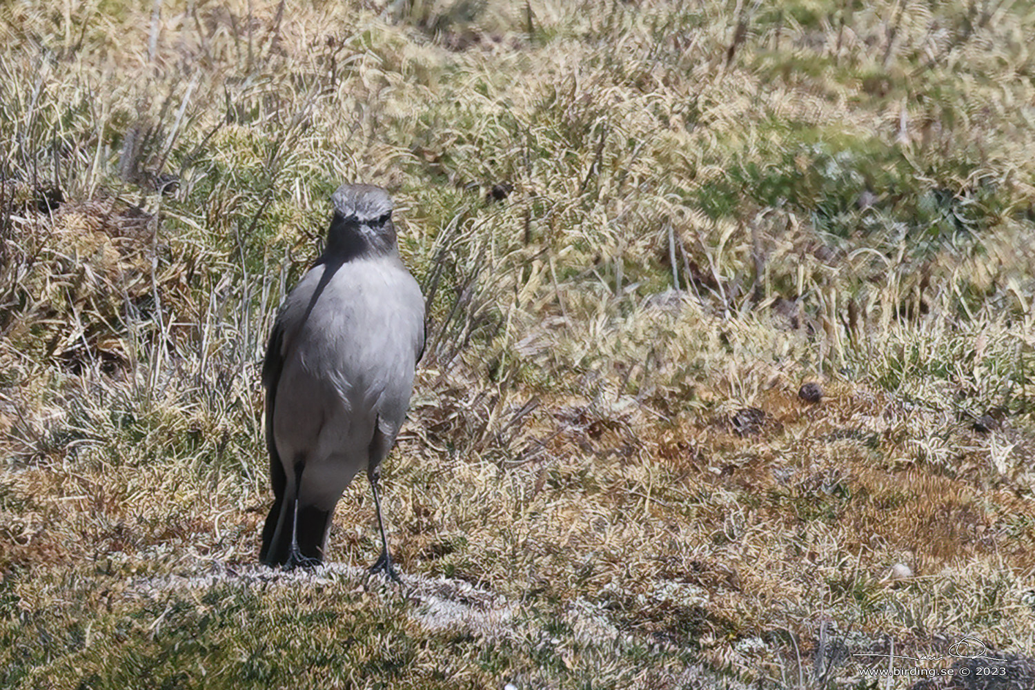 CINEREOUS GROUND TYRANT (Muscisaxicola cinereus) - Stäng / close