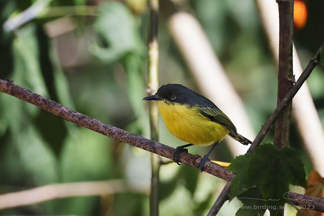 COMMON TODY-FLYCATCHER (Todirostrum cinereum) - Stäng / close