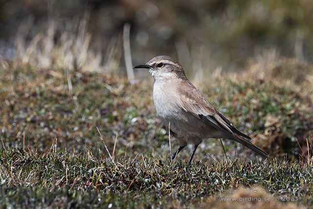 CREAM-WINGED CINCLODES (Cinclodes albiventris) - Stäng / close