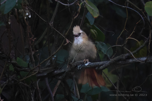 CREAMY-CRESTED SPINETAIL (Cranioleuca albicapilla) - Stäng / close