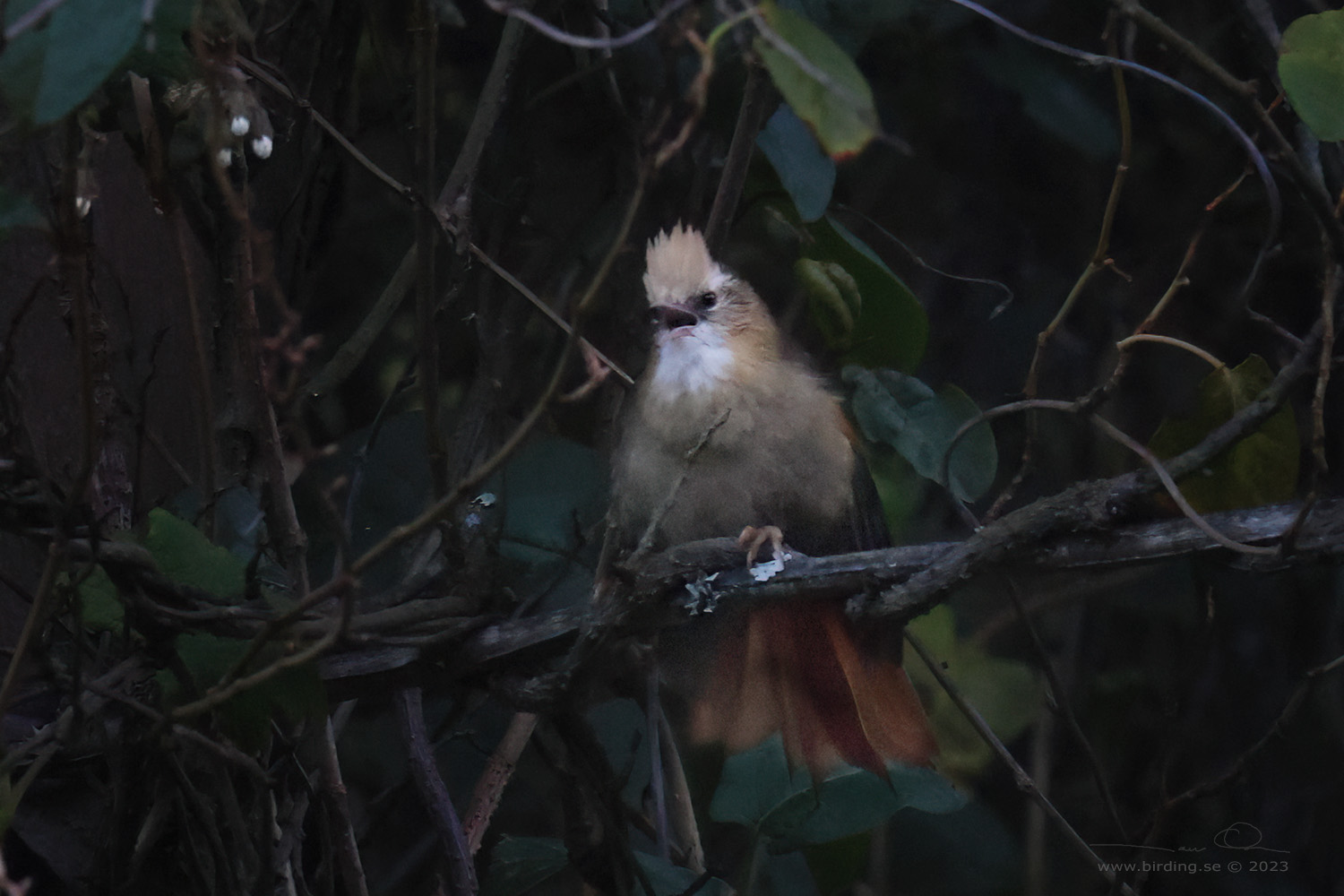 CREAMY-CRESTED SPINETAIL (Cranioleuca albicapilla) - Stäng / close
