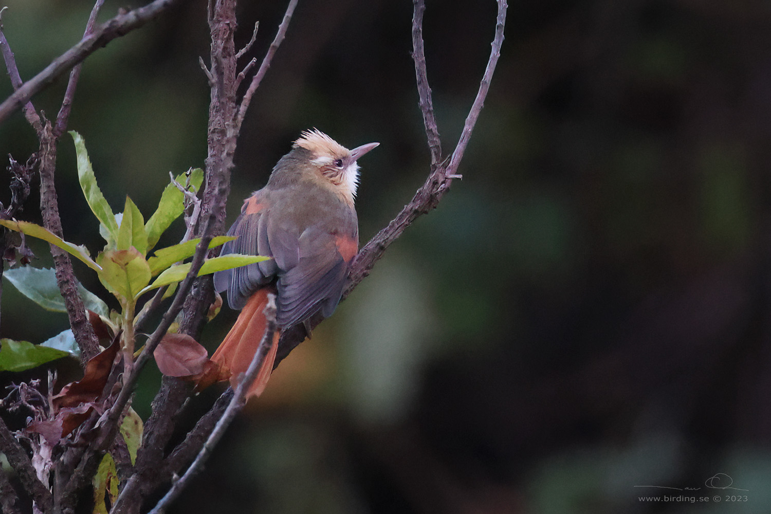 CREAMY-CRESTED SPINETAIL (Cranioleuca albicapilla) - Stäng / close