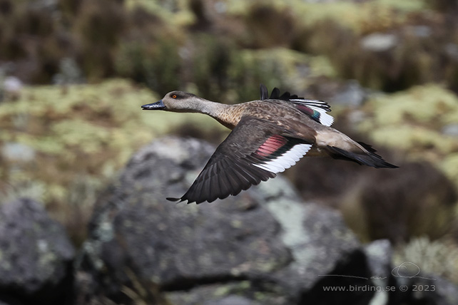 CRESTED DUCK (Lophonetta specularioides) - Stäng / close