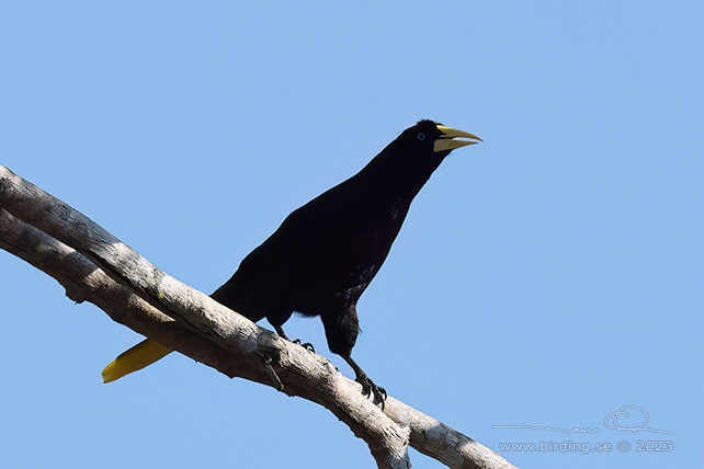 CRESTED OROPENDULA (Psarocolius decumanus) - Stäng / close