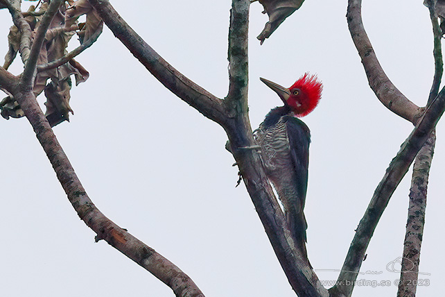 CRIMSON-CRESTED