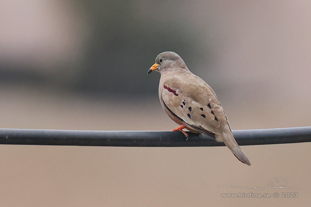 GROAKING GROUND DOVE (Columbina cruziana) - Stäng / close