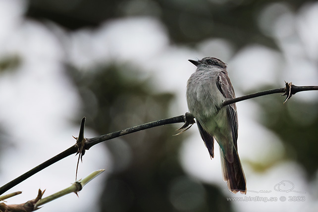 CROWNED SLATY FLYCATCHER (Griseotyrannus aurantioatrocristatus) - Stäng / close