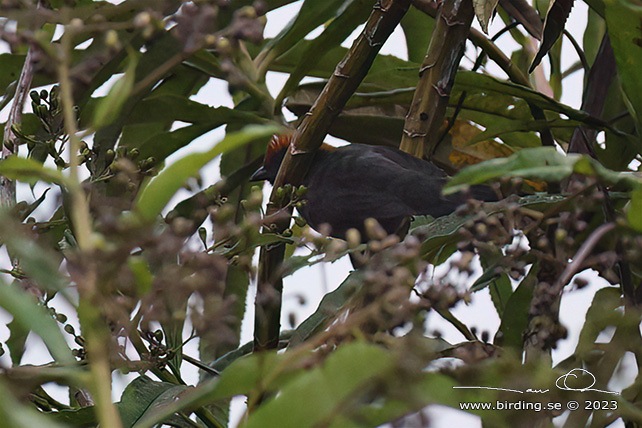 CUZCO BRUSHFINCH (Atlapetes canigenis) - Stäng / close