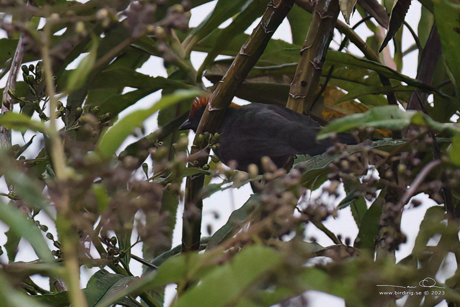 CUZCO BRUSHFINCH (Atlapetes canigenis) - Stäng / close