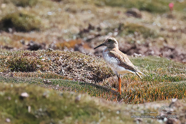 DIADEMED SANDPIPER-PLOVER (Phegornis mitchellii) - Stäng / close