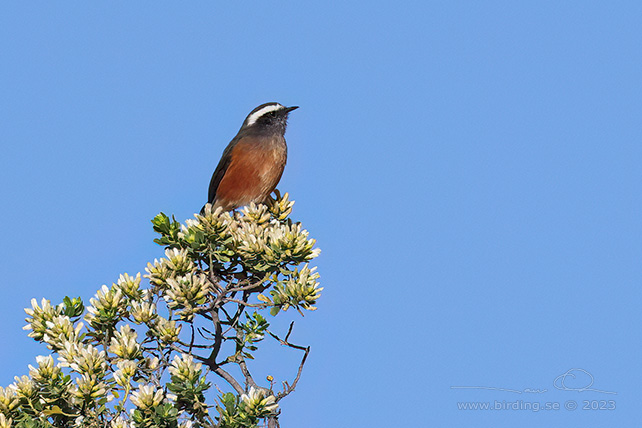 D'ORBIGNY'S CHAT-TYRANT (Ochthoeca oenanthoides) - Stäng / close
