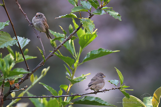 DULL-COLORED GRASSQUIT (Asemospiza obscura) - Stäng / close