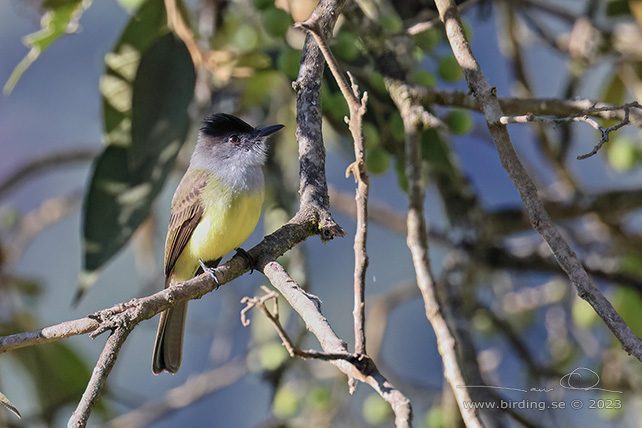 DUSKY-CAPPED FLYCATCHER (Myiarchus tuberculifer) - Stäng / close