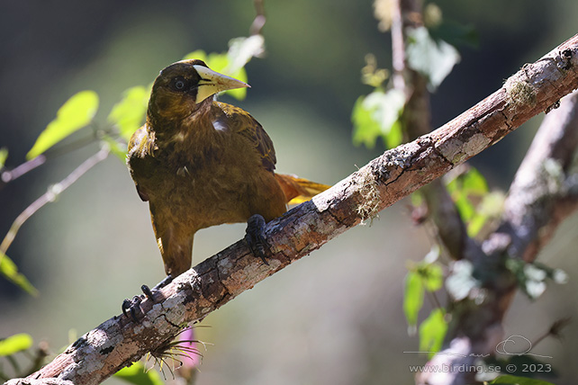 DUSKY-GREEN OROPENDULA (Psarocolius atrovirens) - Stäng / close