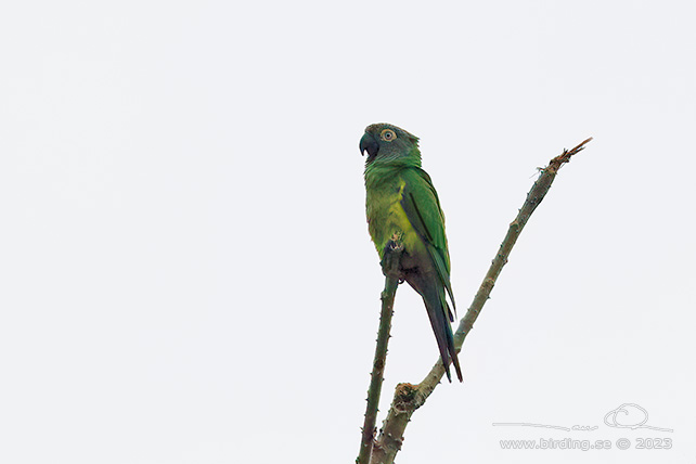 DUSKY-HEADED PARAKEET (Aratinga weddellii) - Stäng / close