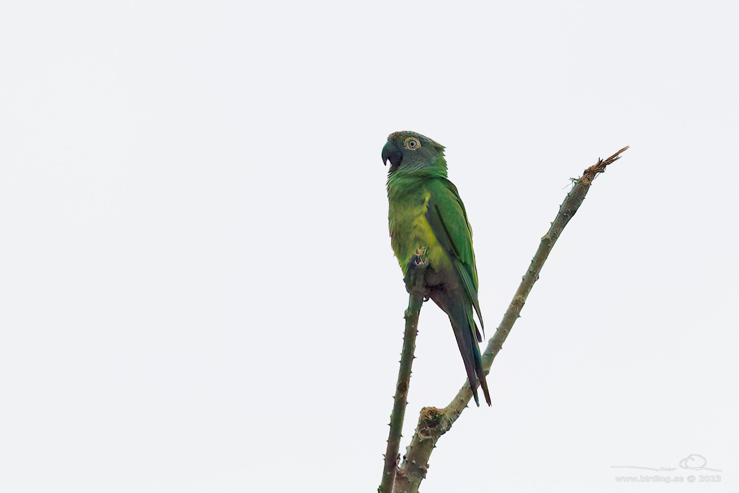 DUSKY-HEADED PARAKEET (Aratinga weddellii) - Stäng / close
