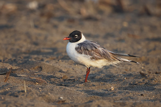 FRANKLIN'S GULL (Leucophaeus pipixcan) - Stäng / close