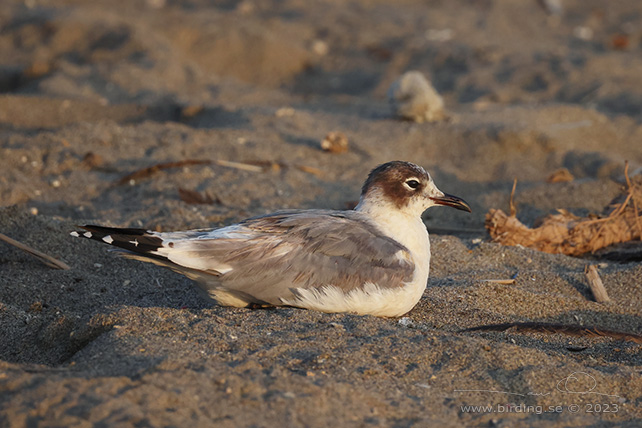 FRANKLIN'S GULL (Leucophaeus pipixcan) - Stäng / close