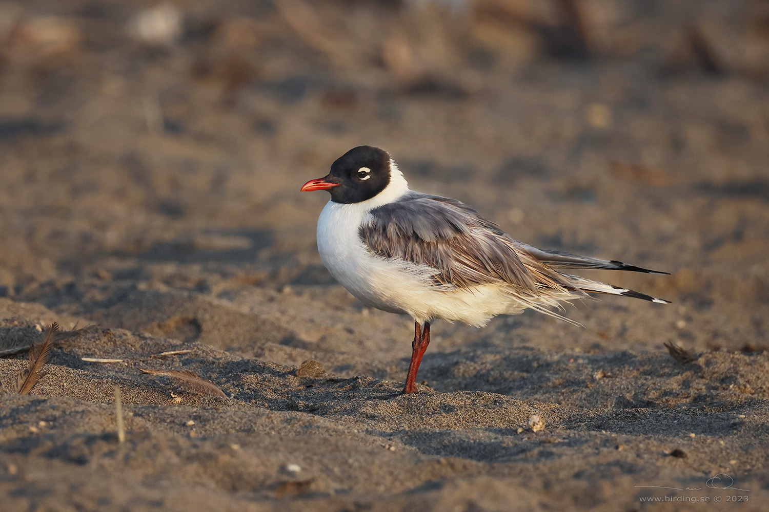 FRANKLIN'S GULL (Leucophaeus pipixcan) - Stäng / close