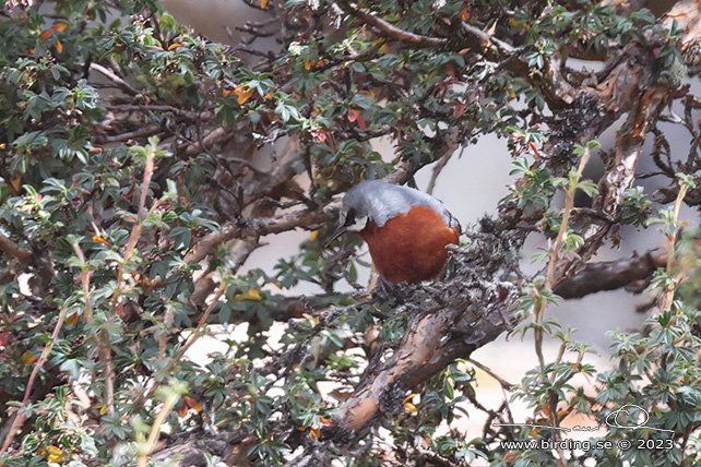 GIANT CONEBILL (Conirostrum binghami) - Stäng / close