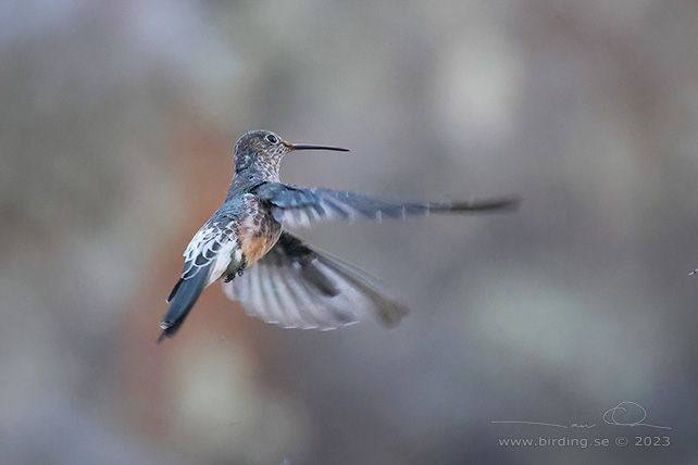 GIANT HUMMINGBIRD (Patagona gigas) - Stäng / close