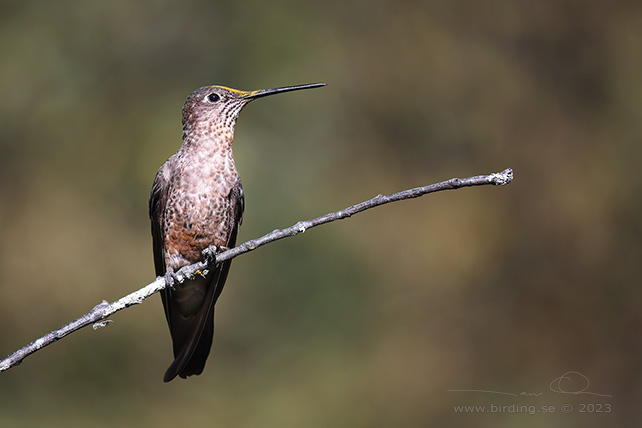 GIANT HUMMINGBIRD (Patagona gigas) - Stäng / close