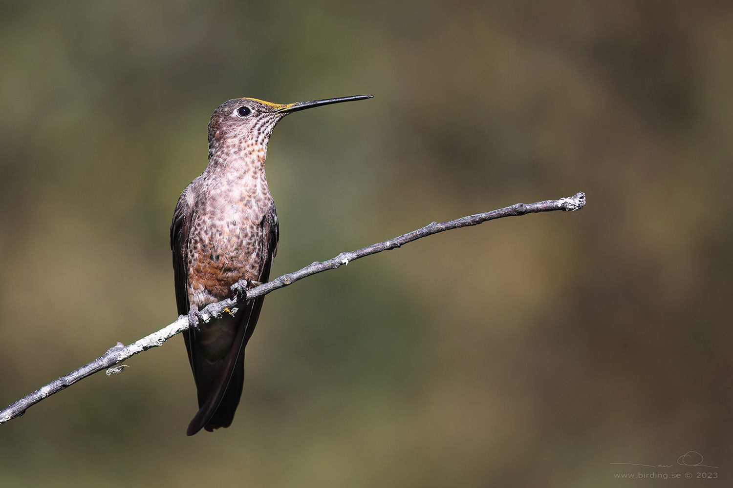 GIANT HUMMINGBIRD (Patagona gigas) - Stäng / close