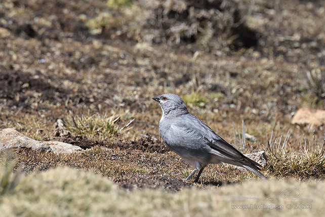 GLACIER FINCH (Idiopsar speculifer) - Stäng / close