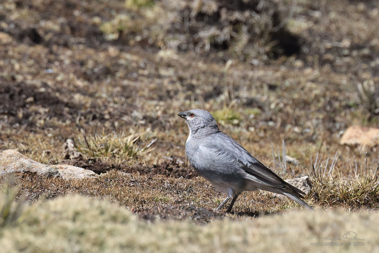 GLACIER FINCH (Idiopsar speculifer) - Stäng / close