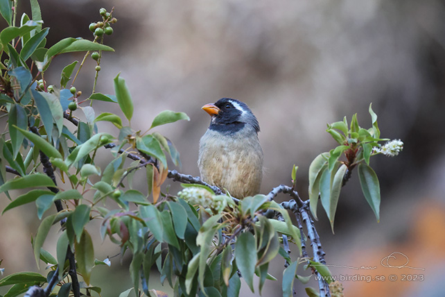 GOLDEN-BILLED SALTATOR (Saltator aurantiirostris) - Stäng / close