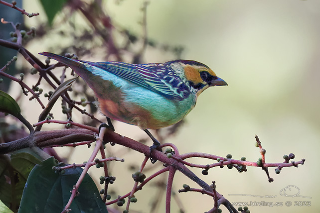 GOLDEN-EARED TANAGER (Tangara chrysotis) - Stäng / close