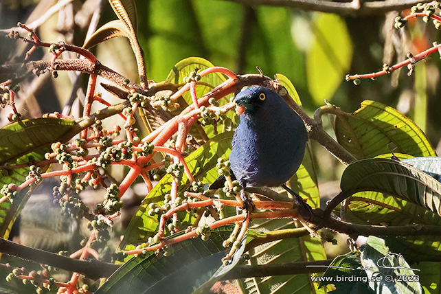 GOLDEN-EYED FLOWERPIERCER (Diglossa glauca) - Stäng / close