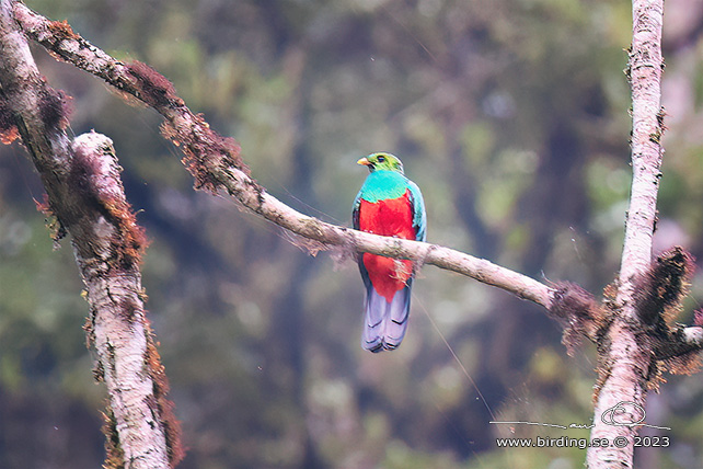 GOLDEN-HEADED QUETZAL (Pharomachrus auriceps) - Stäng / close