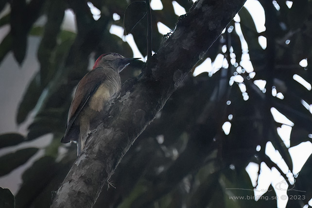 GOLDEN-OLIVE WOODPECKER (Colaptes rubiginosus) - Stäng / close