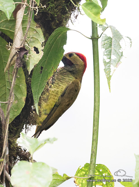GOLDEN-OLIVE WOODPECKER (Colaptes rubiginosus) - Stäng / close