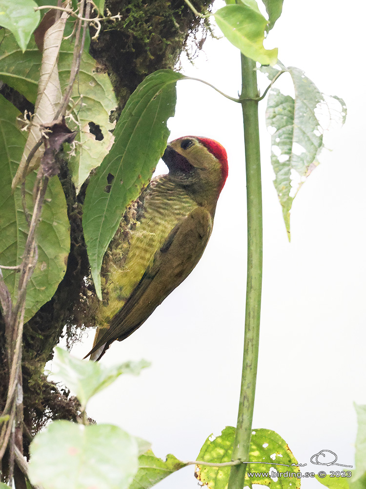 GOLDEN-OLIVE WOODPECKER (Colaptes rubiginosus) - Stäng / close