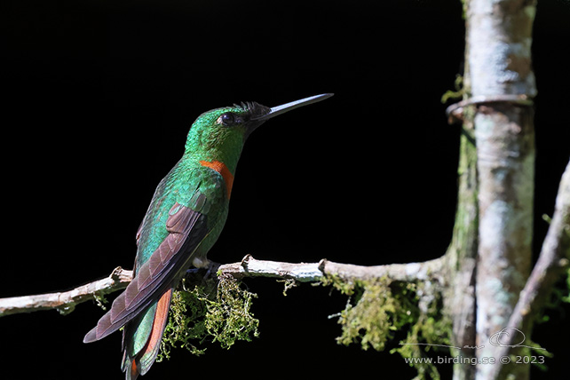 GOULD'S JEWELFRONT (Heliodoxa aurescens) - Stäng / close